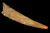 Pterosaur (Siroccopteryx) Tooth - Morocco #107960-1